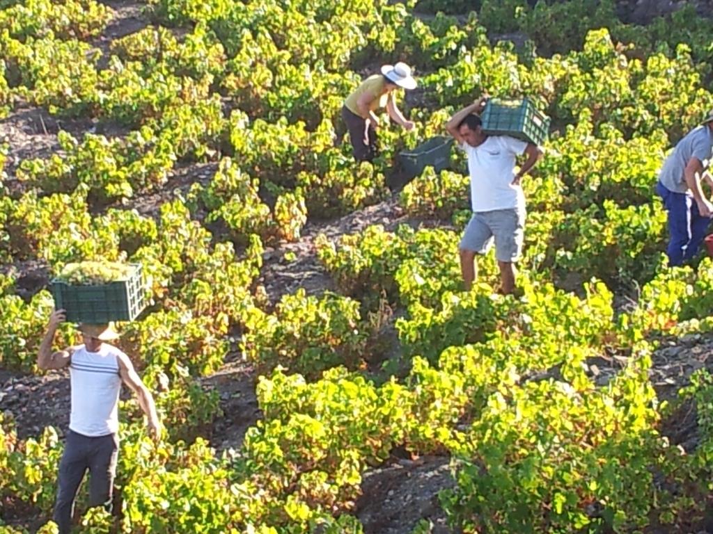 grape picking 